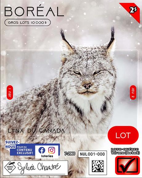 Boréal_Lynx du Canada