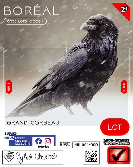 Boréal_Grand corbeau