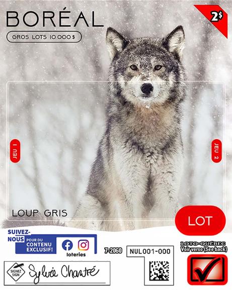 Boréal_Loup gris